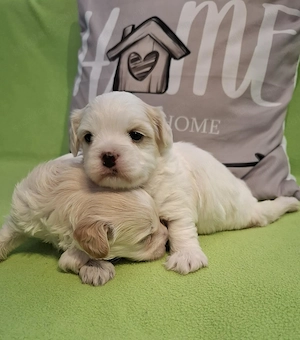 Maltipoo fajtatiszta jellegű szuka kiskutyák foglalhatóak  - kép 2