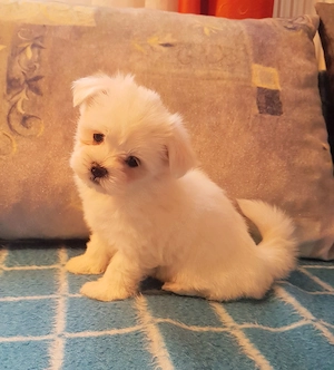 Törzskönyves szülőktől született kisfiú eladó - kép 3