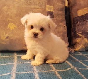 Törzskönyves szülőktől született kisfiú eladó - kép 2