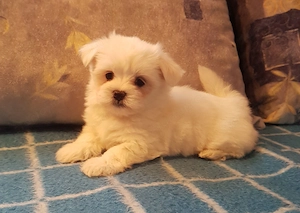 Törzskönyves szülőktől született kisfiú eladó