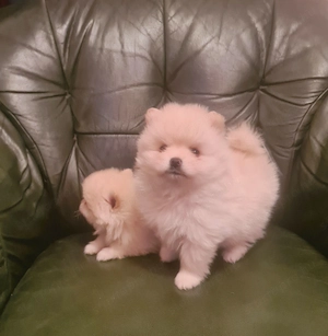 Csodaszép pomerániai kislány eladó - kép 2