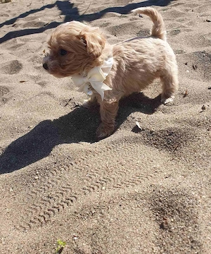 Maltipoo kislány kölyök - kép 3