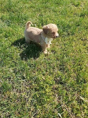 Maltipoo kislány kölyök - kép 2