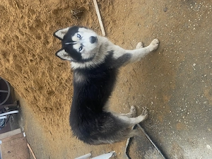 Husky kan 2éves