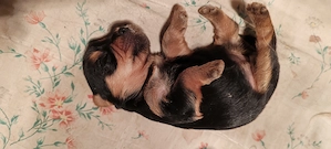 Yorkshire terrier kicsi növésű kutyus foglalózható - kép 9