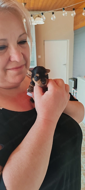 Yorkshire terrier kiskutyák foglalózhatók
