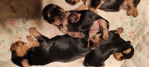 Yorkshire terrier kicsi növésű kutyus foglalózható - kép 7