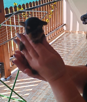 Yorkshire terrier kicsi növésű kutyus foglalózható - kép 8