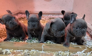 Francia bulldog kiskutyák