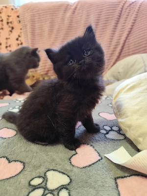 csodás brit fiú - kép 4