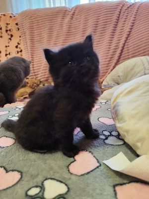 csodás brit fiú - kép 3