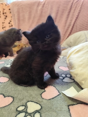 csodás brit fiú - kép 2