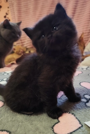 csodás brit fiú - kép 5