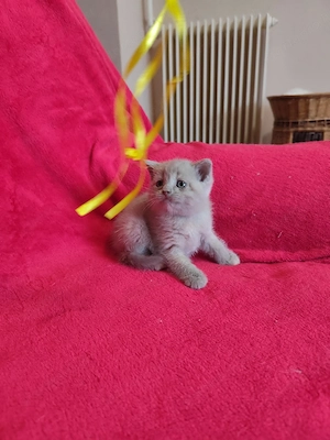 lila krém brit kislányok - kép 2