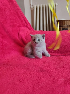 lila krém brit kislányok - kép 4