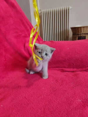 lila krém brit kislányok - kép 3