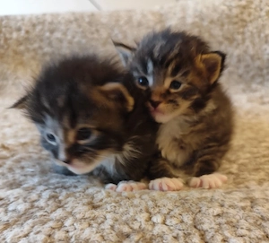 maine coon fiúk - kép 4