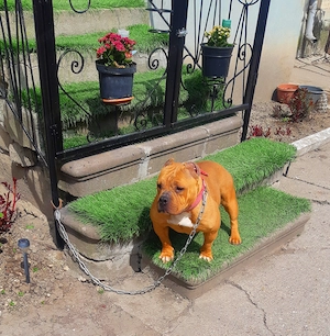 Törzskönyves American Bully - kép 2