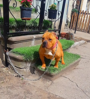 Törzskönyves American Bully - kép 3