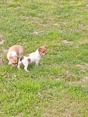 Chiuvava kiskutyák. - kép 3