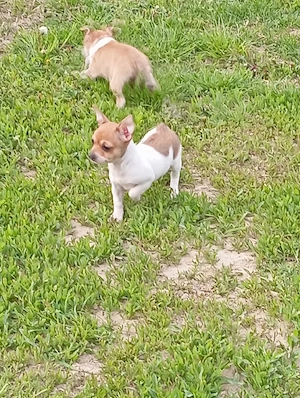 Chiuvava kiskutyák. - kép 2