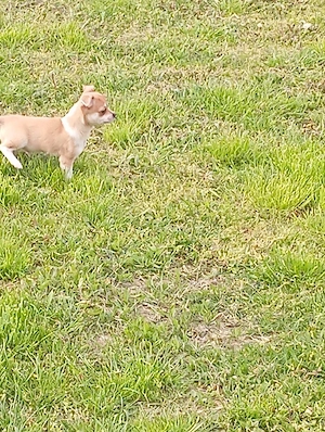 Chiuvava kiskutyák. - kép 4