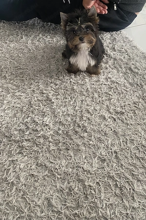 Yorkhshire terier kiskutya - kép 2