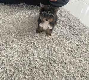 Yorkhshire terier kiskutya