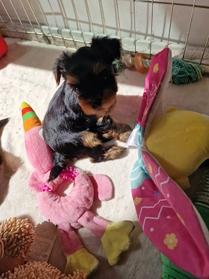Yorkshire terrier (yorki) - kép 5