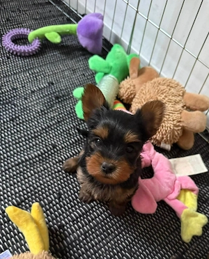 Yorkshire terrier (yorki)