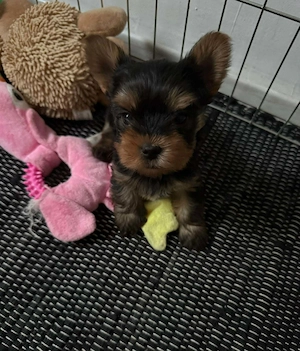 Yorkshire terrier (yorki) - kép 3