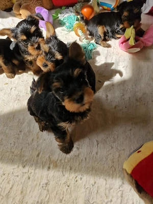 Yorkshire terrier (yorki) - kép 2