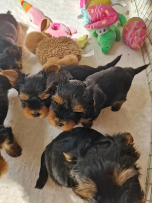 Yorkshire terrier (yorki) - kép 4