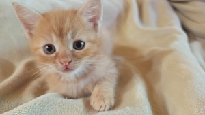 Perzsa anyától vörös kandúr kiscica