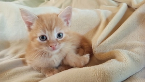 Perzsa anyától vörös kandúr kiscica - kép 4