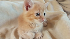 Perzsa anyától vörös kandúr kiscica - kép 2