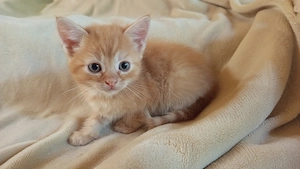 Perzsa anyától vörös kandúr kiscica - kép 5