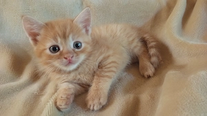 Perzsa anyától vörös kandúr kiscica - kép 3