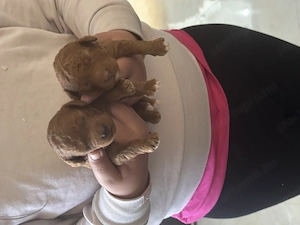 Törpe uszkár Kan és szuka Május végén elvhet k