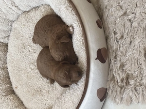 Törpe uszkár Kan és szuka Május végén elvhet k - kép 3