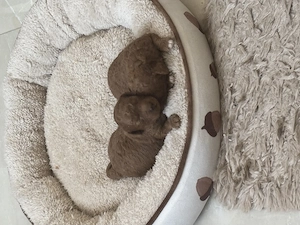 Törpe uszkár Kan és szuka Május végén elvhet k - kép 2