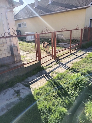 Sürgőssen eladó Tiszagyendai felujjitandó parasztházunk! - kép 16