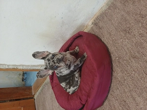 Francia bulldog kiskutya