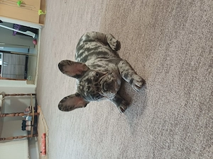 Francia bulldog kiskutya - kép 2