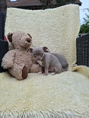 Lila és kék színű fajtiszta csivava kisfiúk eladóak.