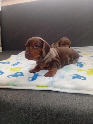 Csoliharlekin  - kép 2