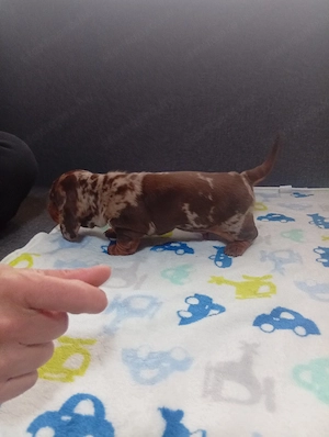 Csoliharlekin  - kép 4