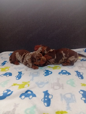 Csoliharlekin  - kép 5