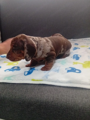 Csoliharlekin  - kép 3