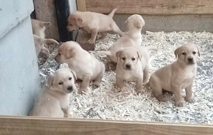 Labrador retriever kiskutyák  - kép 2